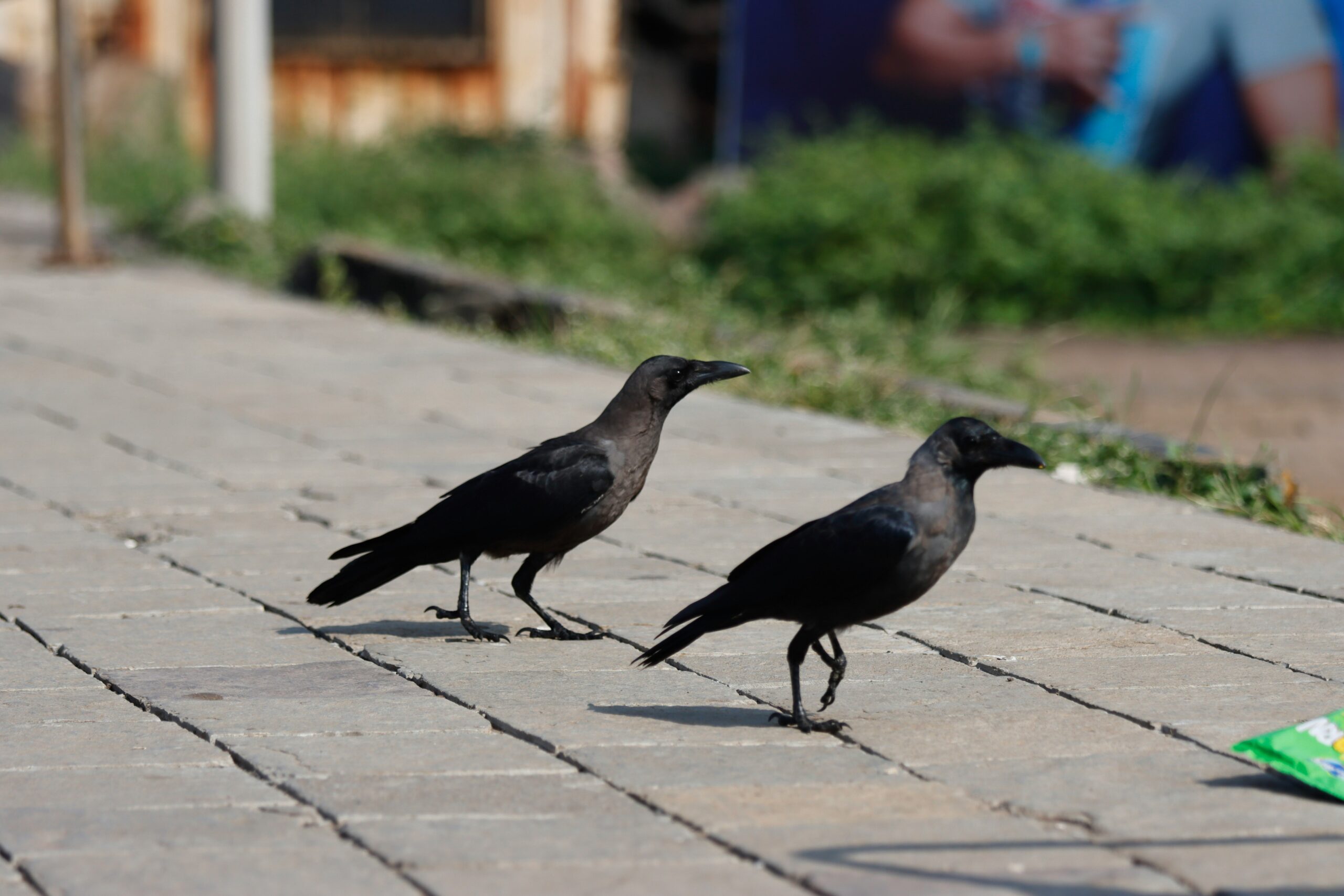 The Gratitude of Crows — by Jonathan Tudge